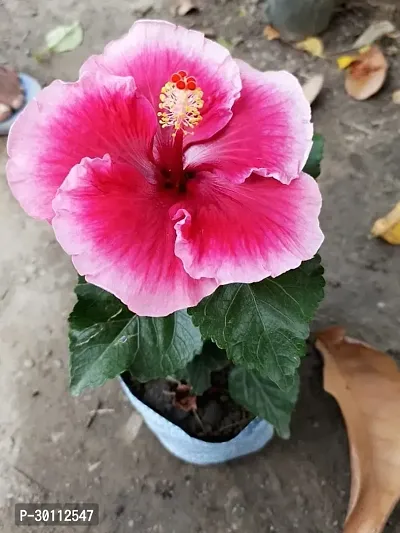 URAN Hibiscus Plant