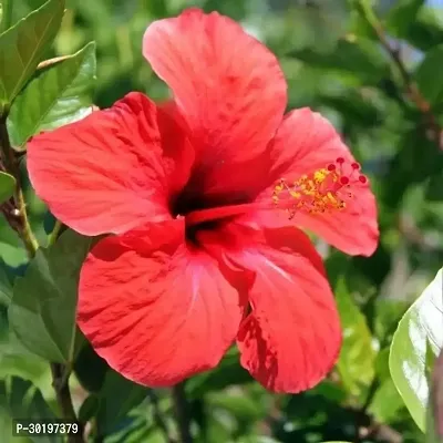 URAN  Hibiscus Plant-thumb0