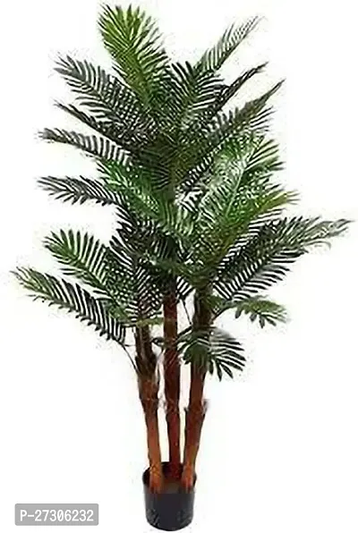 Areca PalmHybrid And GraftedEasy To Grow[AN1001][a127]