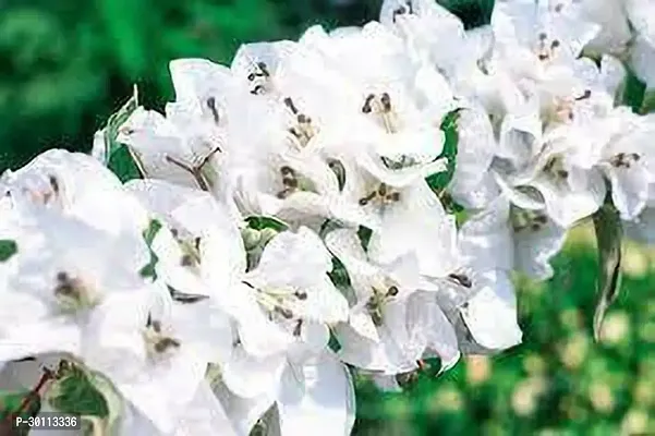 URAN Bougainvillea Plant