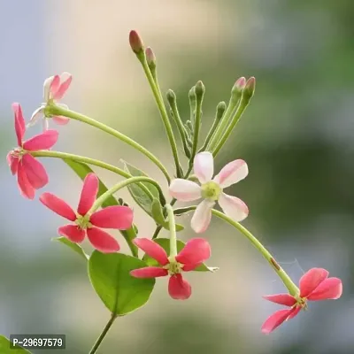 Madhumalti/Rangoon Creeper-thumb0