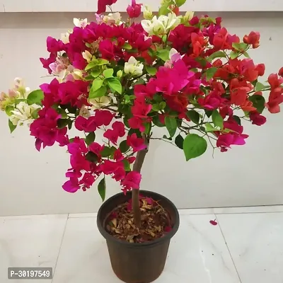 URAN  Baugainvillea Plant-thumb0