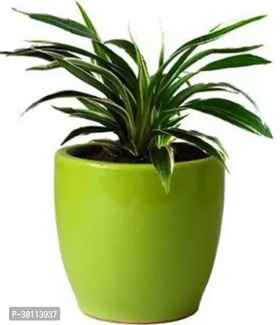 URAN Spider Plant-thumb0