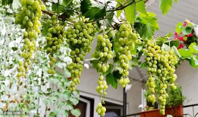 URAN Grapes Plant-thumb0