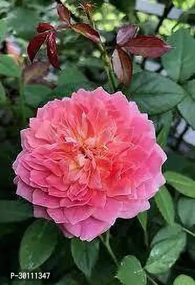 URAN Rose Plant