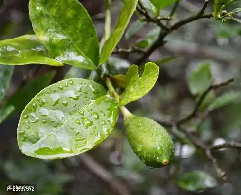 Lemon Plant-thumb0