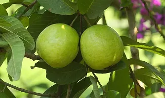 Guava PlantHybrid And Grafted Easy To Grow | Plant With Growing Bag| Plant Hight 1.5-1.30 Fit [S543]-thumb1