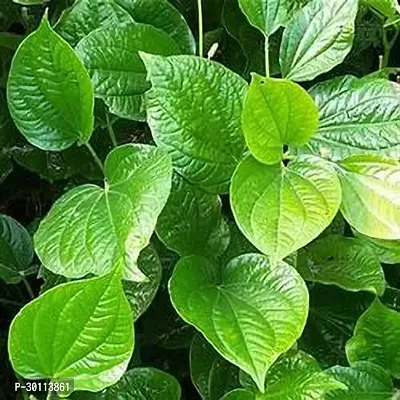 URAN Betal Leaf Plant-thumb0