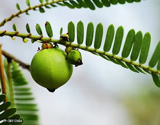 URAN Amla Plant-thumb0