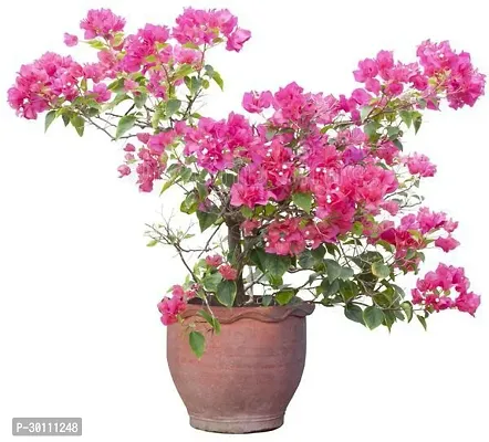 URAN Baugainvillea Plant