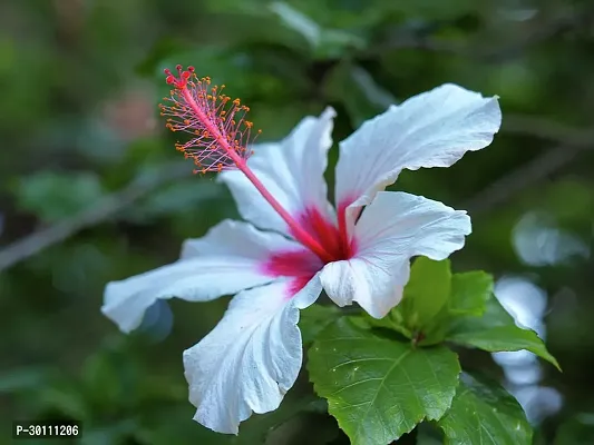 URAN Hibiscus Plant-thumb0