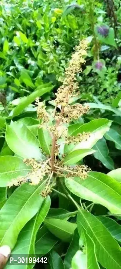 URAN Mango Plant