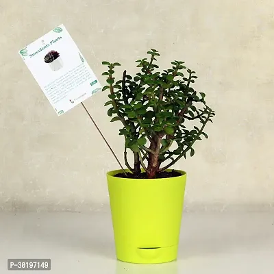 URAN  Jade Plant