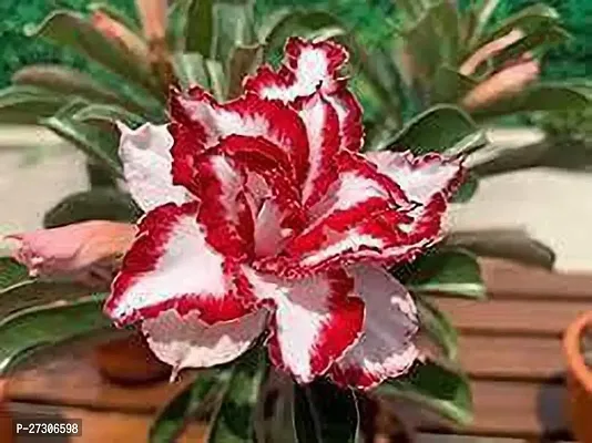 Adenium PlantHybrid And GraftedEasy To Grow[AN1001][a488]-thumb0