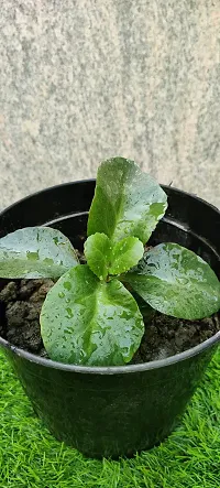 URAN Kalanchoe Plant-thumb2