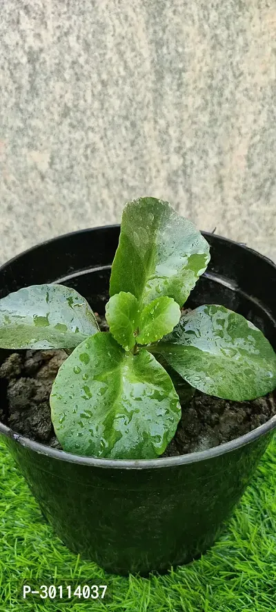 URAN Kalanchoe Plant-thumb3