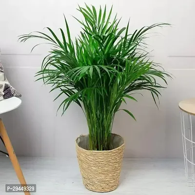 Areca Hybrid Plant And Grafted Easy To Grow-thumb0