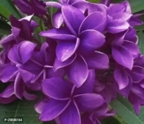 Plumeria Plant