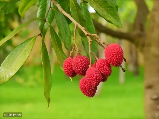 URAN Litchi Plant-thumb0