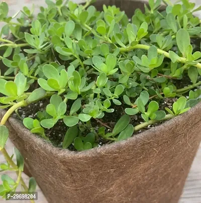 Bacopa Monnieri