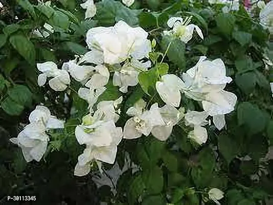 URAN Bougainvillea Plant