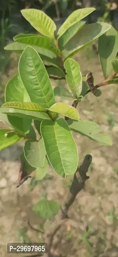 Guava Plant-thumb2