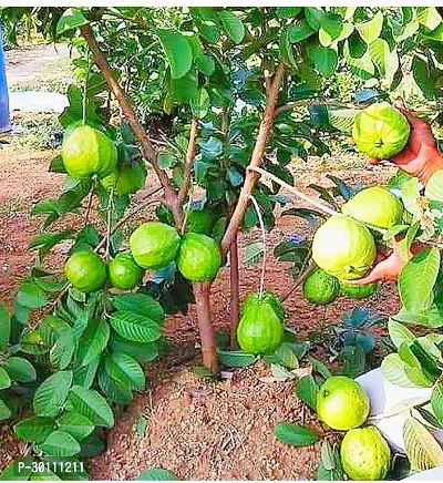 URAN Guava Plant-thumb0