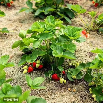 Strawberry Plant-thumb0