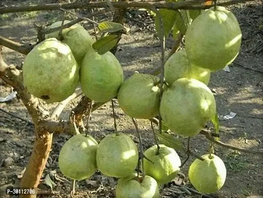 URAN Guava Plant-thumb0