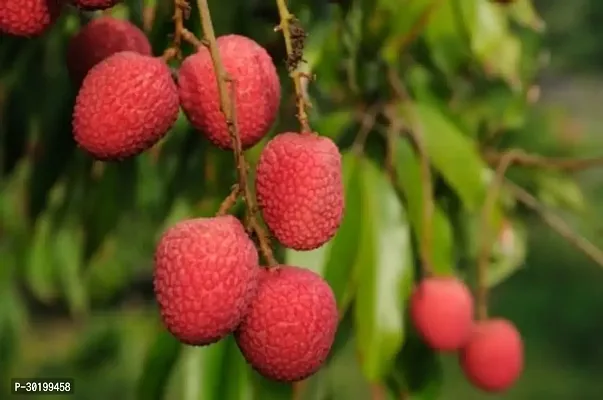 URAN Litchi Plant-thumb0