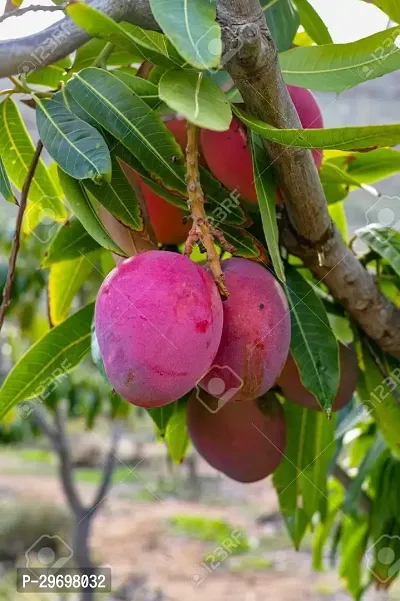 Mango Plant-thumb0