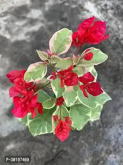 URAN  Baugainvillea Plant