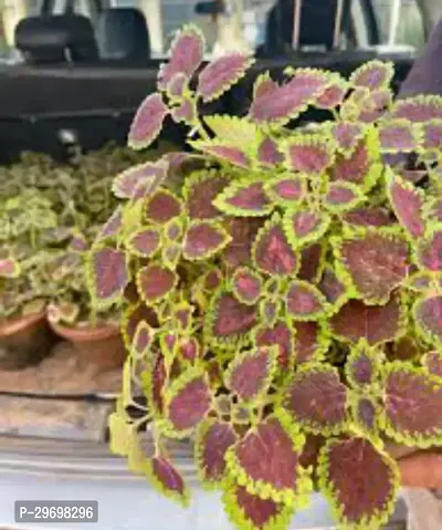 Coleus Plant-thumb0