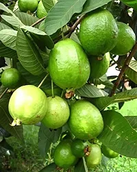 Guava PlantHybrid And Grafted Easy To Grow | Plant With Growing Bag| Plant Hight 1.5-1.412 Fit [S925]-thumb1