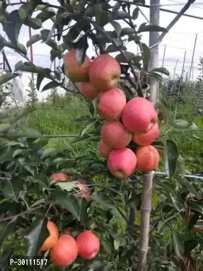 URAN Apple Plant