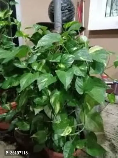 URAN  Money Plant