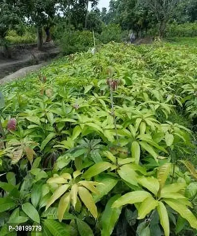 URAN Mango Plant