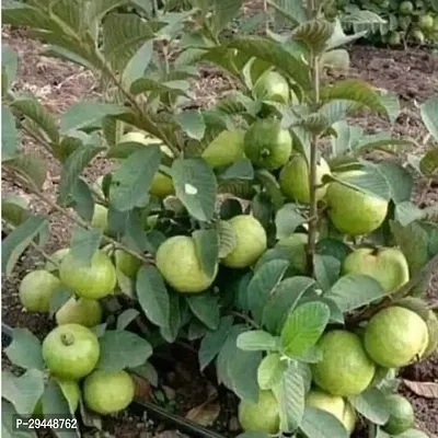 Guava PlantHybrid And Grafted Easy To Grow | Plant With Growing Bag| Plant Hight 1.5-1.14 Fit [S527]-thumb0