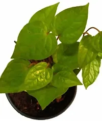 Betel Leaf Plant-thumb2