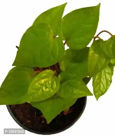 Betel Leaf Plant-thumb3