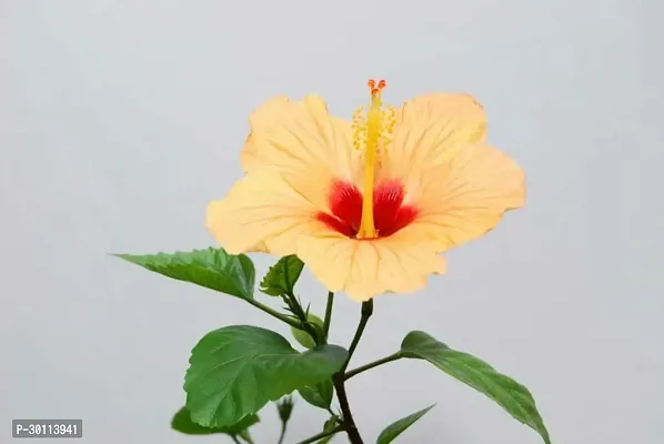 URAN Hibiscus Plant