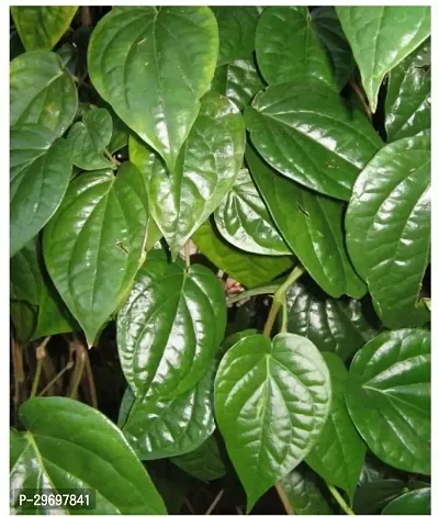 Betel Leaf Plant