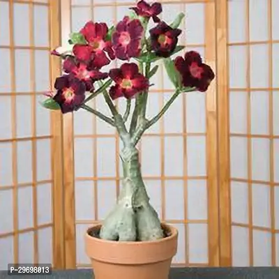 Adenium Plant