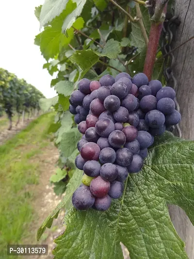 URAN Grapes Plant-thumb0