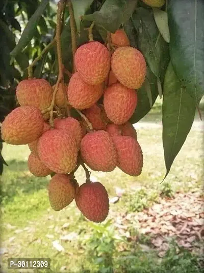 URAN Litchi Plant-thumb0