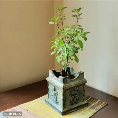 URAN Tulsi Plant-thumb0