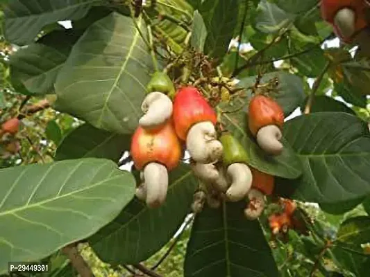 Cashew Apple Hybrid Plant And Grafted Easy To Grow-thumb0