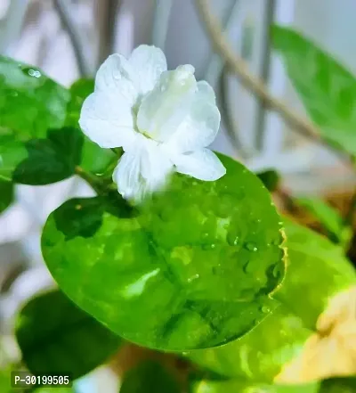 URAN Jasmine Plant-thumb0