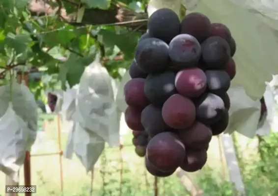 Grapes Plant