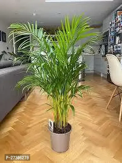 Areca PalmHybrid And GraftedEasy To Grow[AN1001][a174]-thumb0